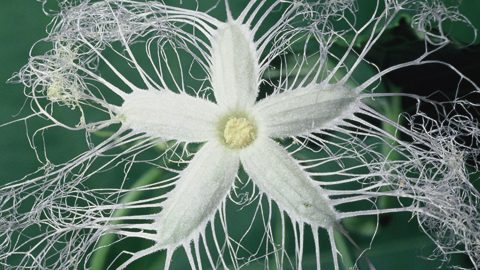 自然観察マイスター奥山ひさしの植物「珍」百景～カラスウリの巻～