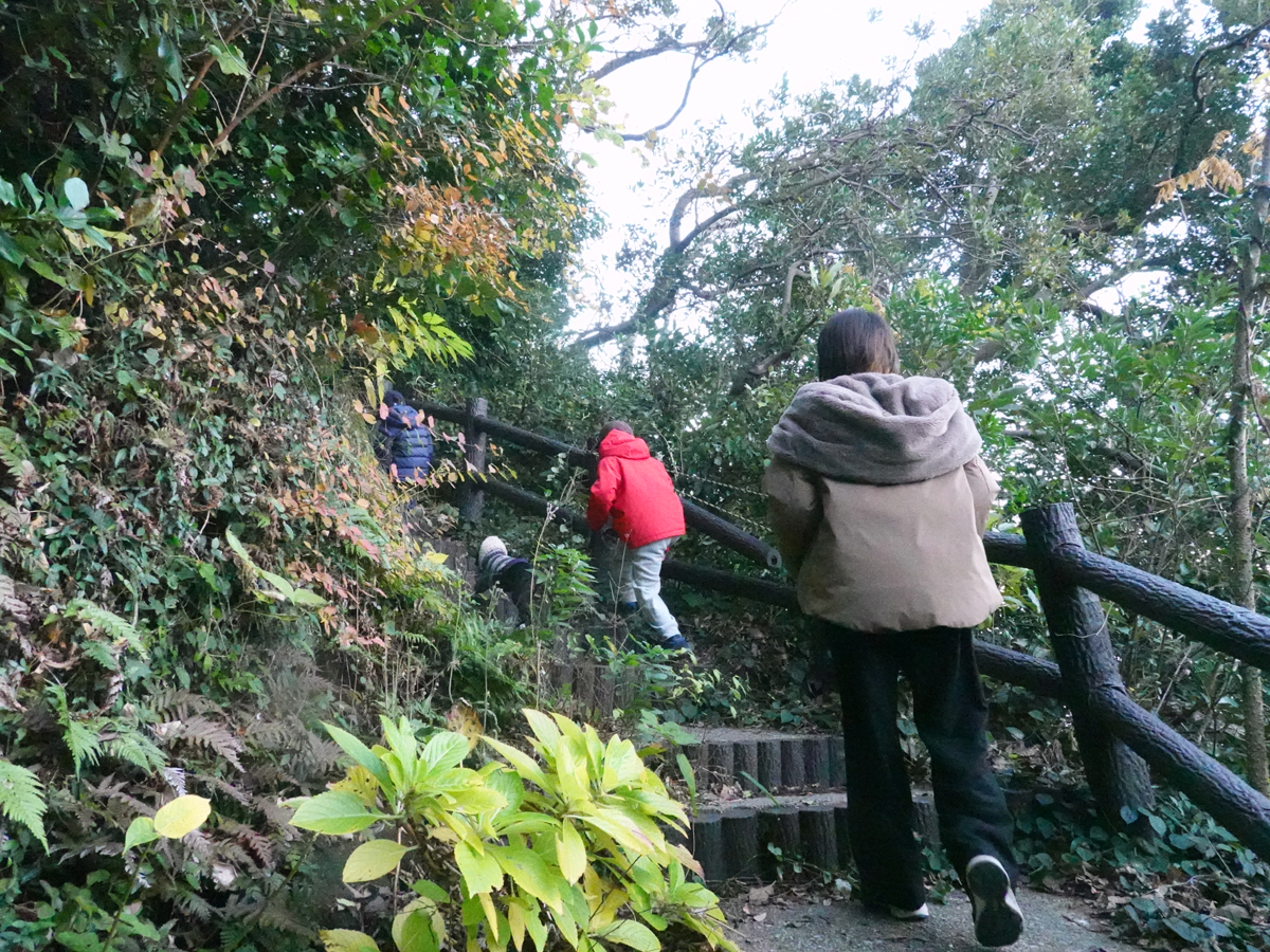 整備された山道の階段