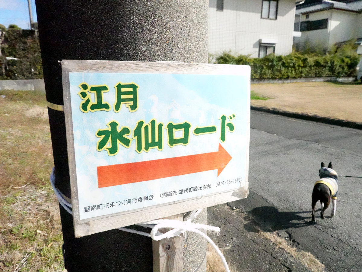 水仙ロードの看板