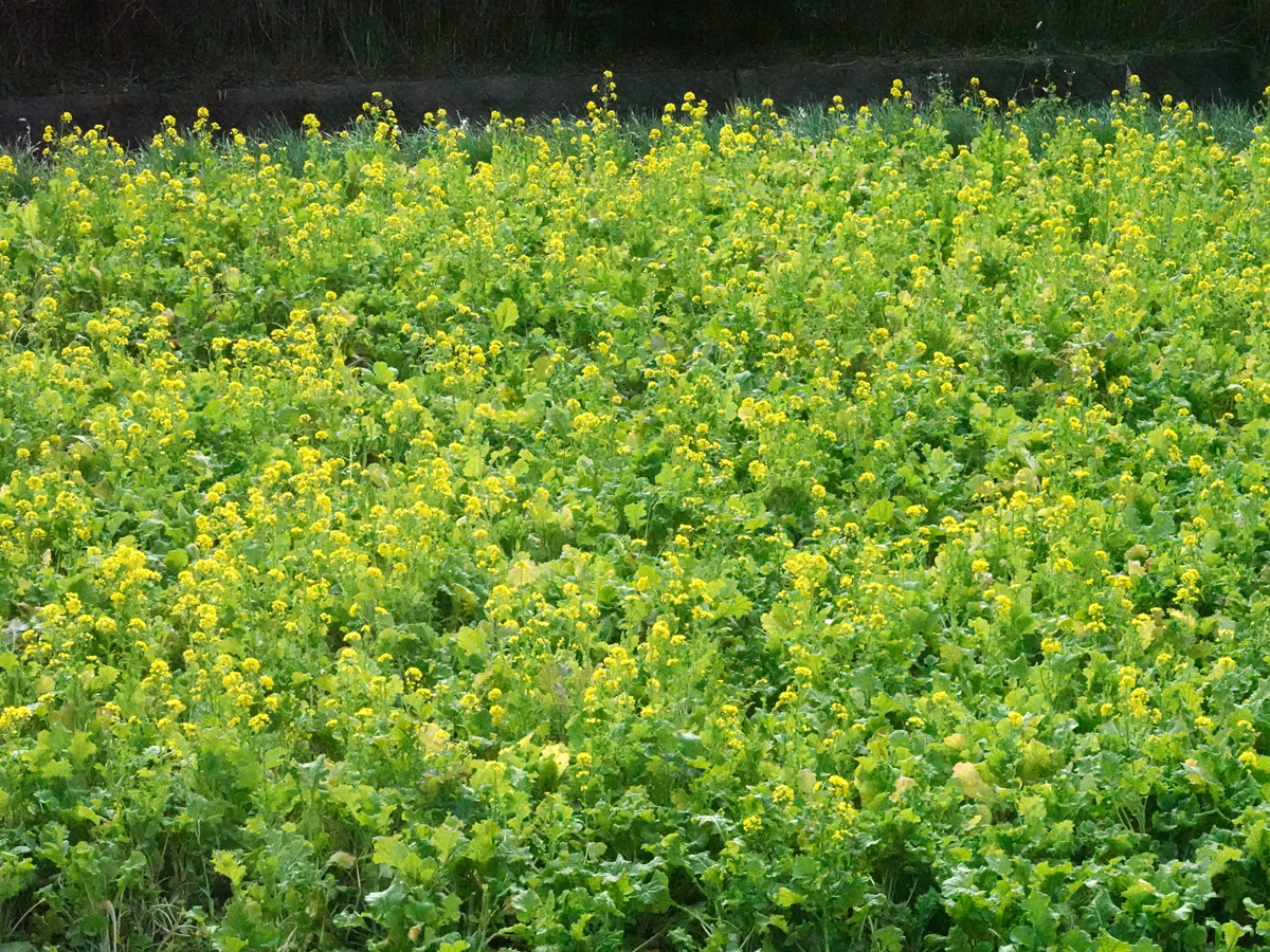 咲き誇る菜の花