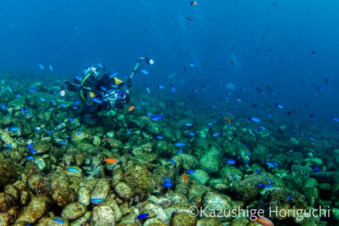日本中の海がスタジオだ！ 水中カメラマン堀口和重の「美しき海の世界」