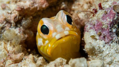 大小様々な魚と向き合える！海中写真撮影は八重山諸島で楽しむのがおすすめ