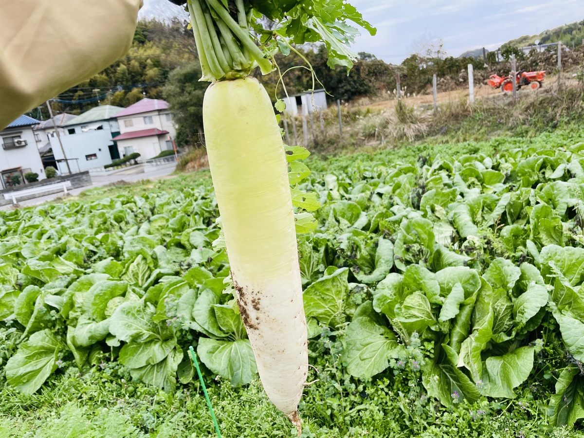 畑で採れた大根