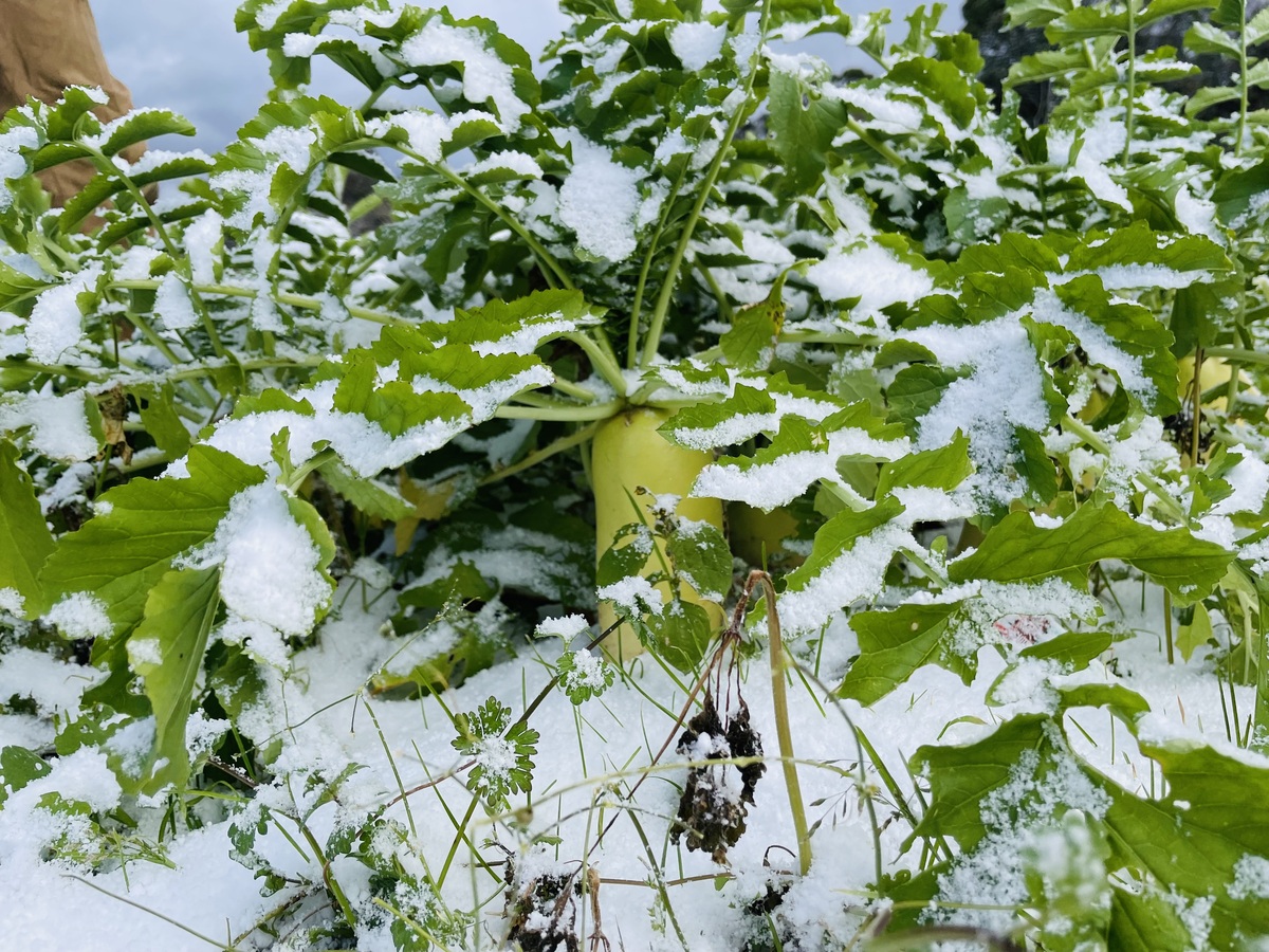 畑で雪をかぶった大根