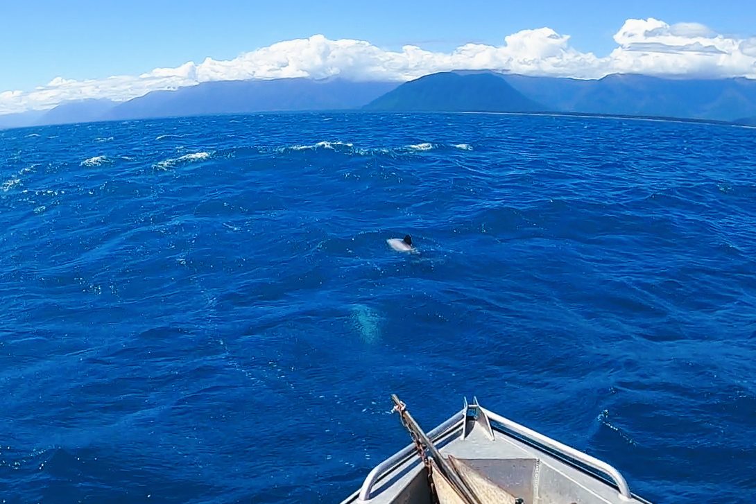 釣り船に接近するイルカ。ニュージーランドにて。