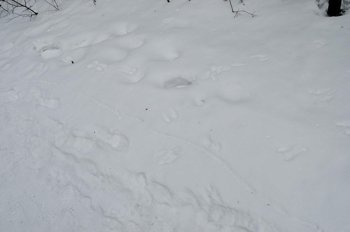 モントランブランナショナルパークで見られる動物の足跡