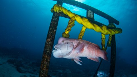 波佐間の海底神社でコブダイの「頼子」を撮影してみませんか？