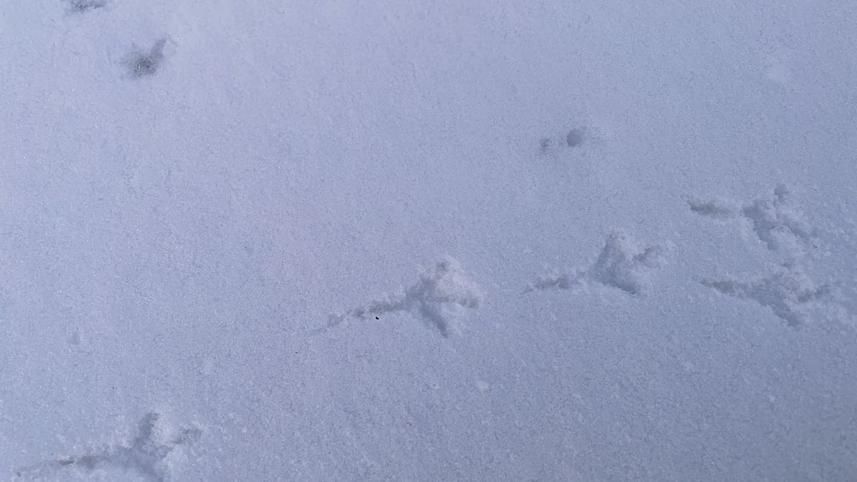 雪の中に足跡