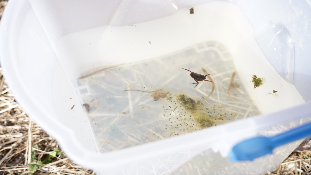 捕まえた生き物たちのイメージカット