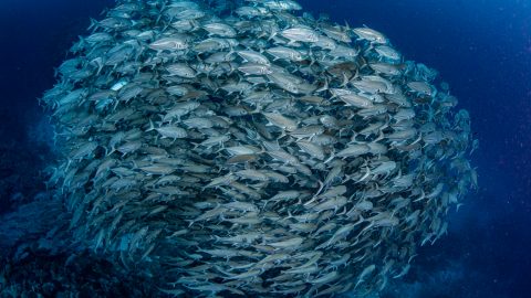 鹿児島・沖永良部島の名物「ギンガメアジのトルネード」を見に行きませんか？