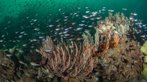 マダコも出現！春の桜島で撮影した生き物の水中写真が神秘的