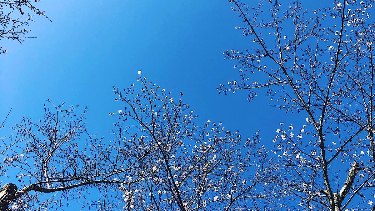 青空と桜の木