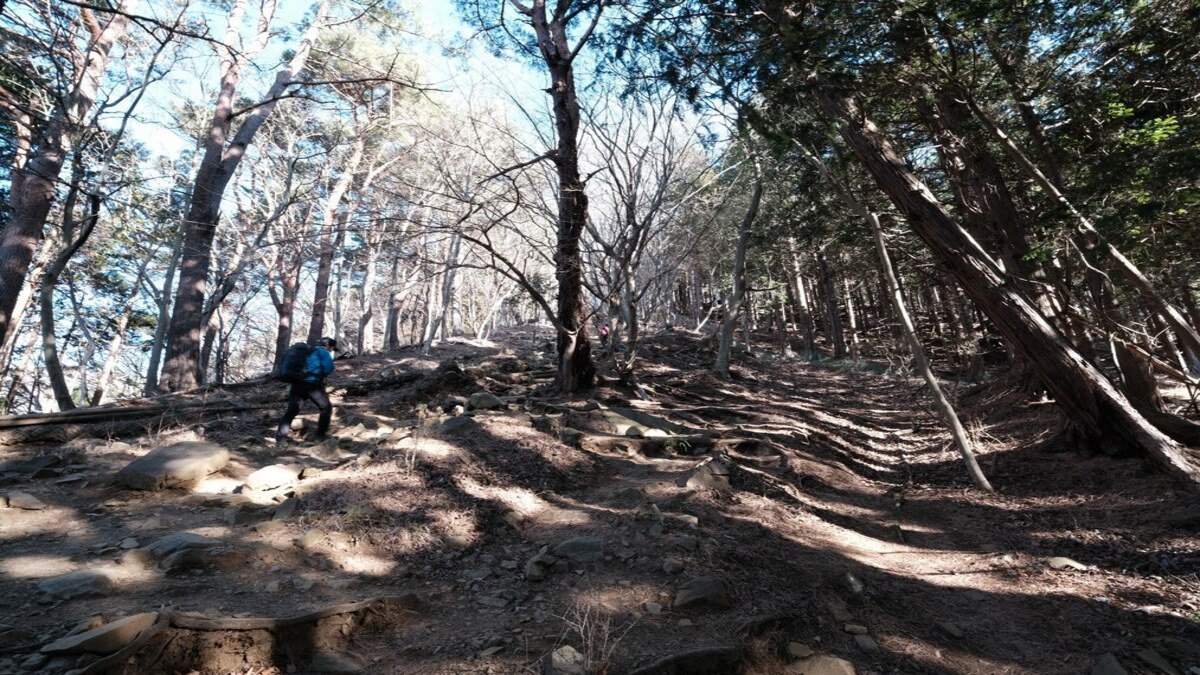 大倉尾根登山道