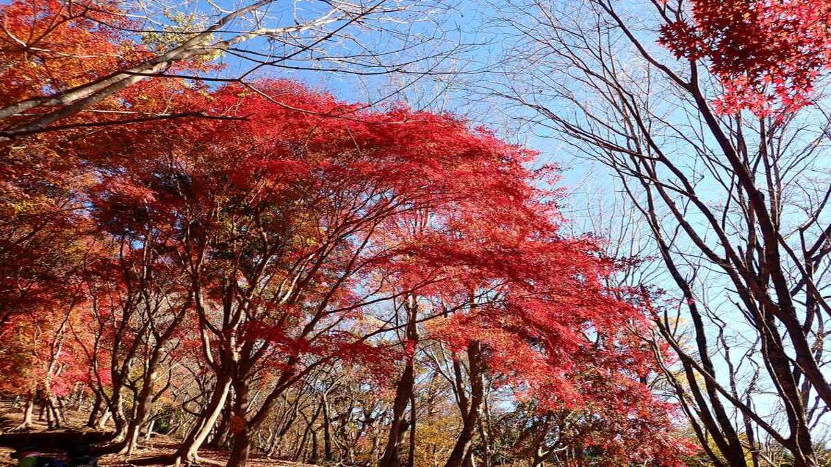 大倉尾根紅葉坂の紅葉