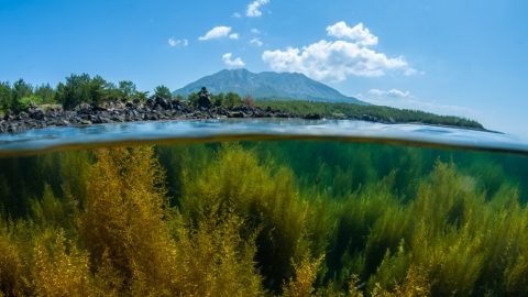 海から春を感じよう！ 鹿児島の海で成長する海藻とそれを心待ちにしていた生き物たち