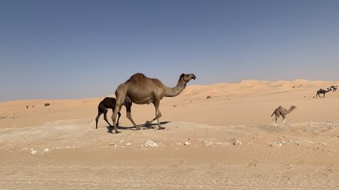 見渡す限り砂、砂、砂！中東の砂漠でキャンプをしてみたら…
