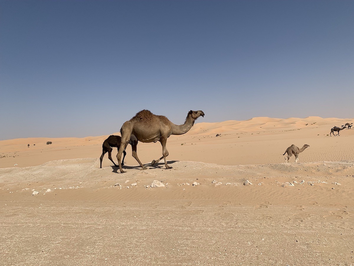 砂漠で出会ったラクダの親子。ゆっくり歩いていく姿はまさに癒し。