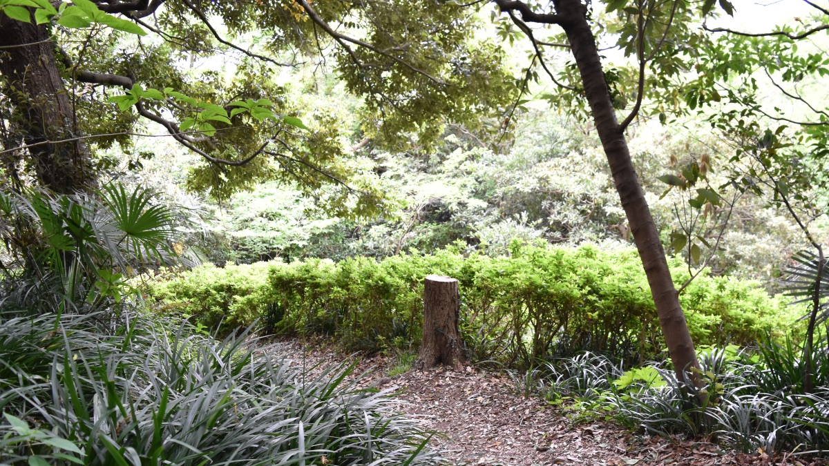 つつじコースの登山道