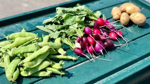 農業を営むライターが伝授！春から始める家庭菜園におすすめの野菜6選
