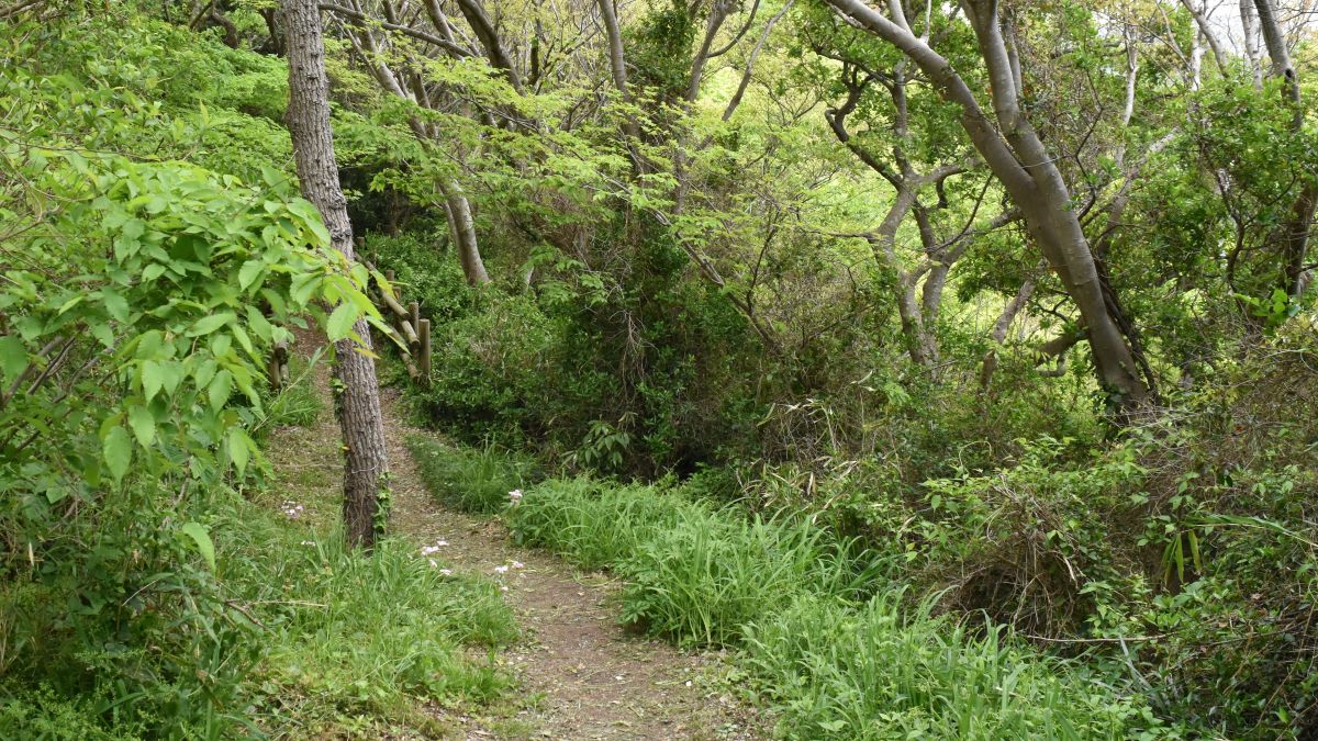 歩きやすい尾根道