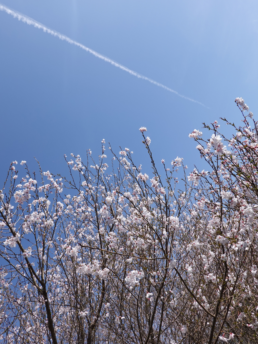 桜の花