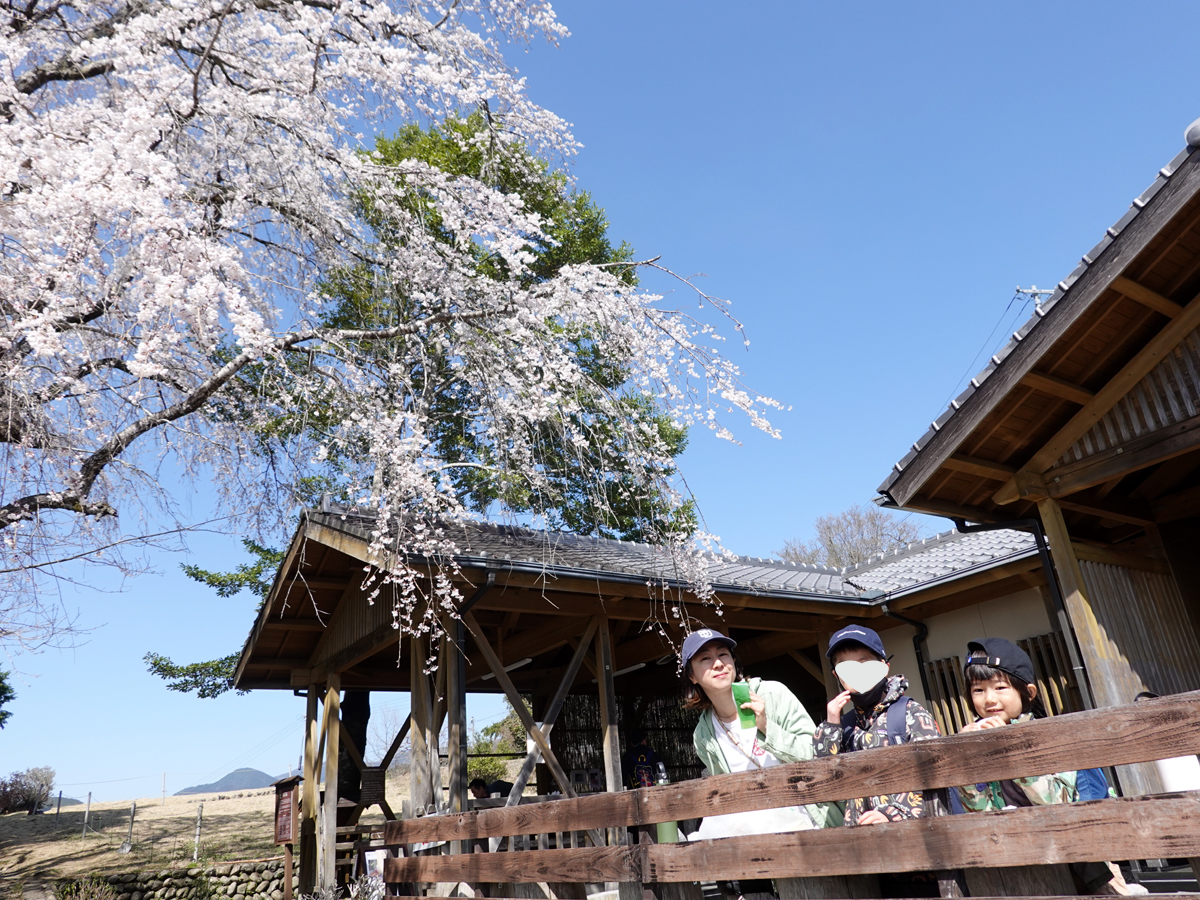 桜の花の下で休憩