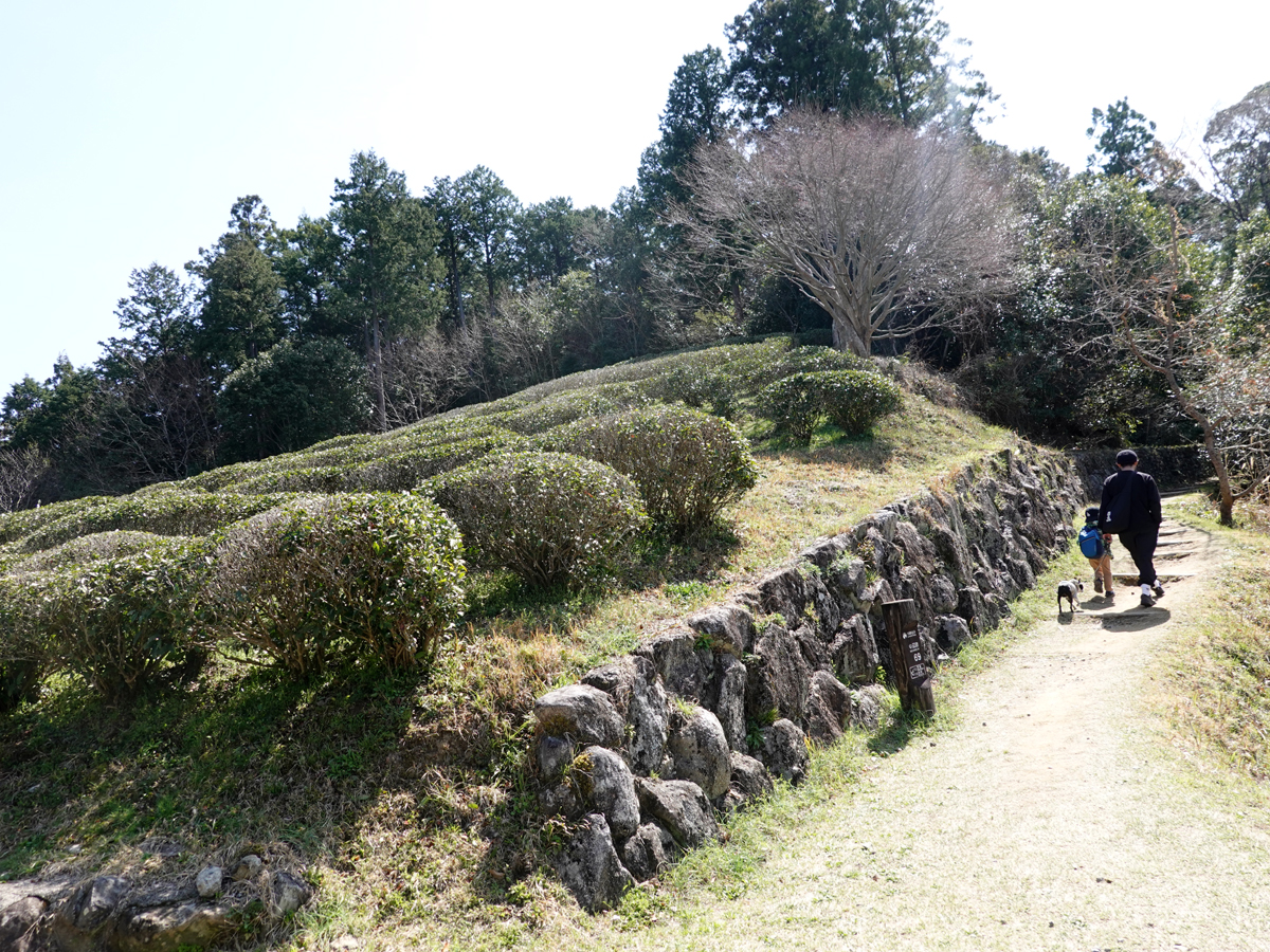 茶畑の横を歩く