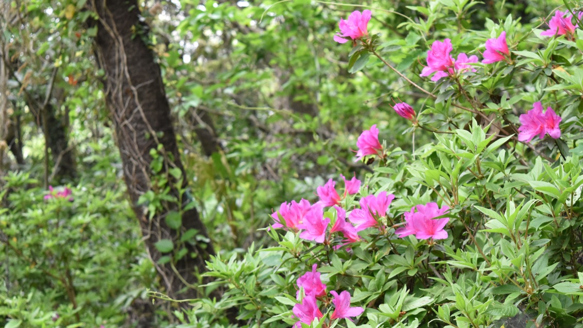 登山道のツツジの花
