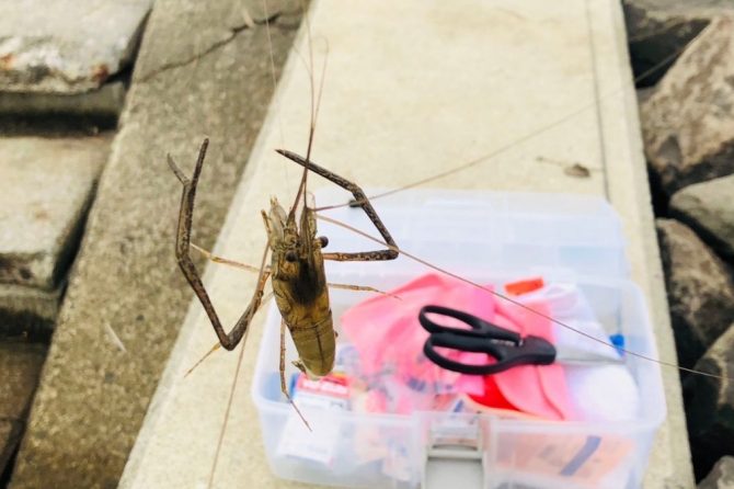 釣りあげたテナガエビ