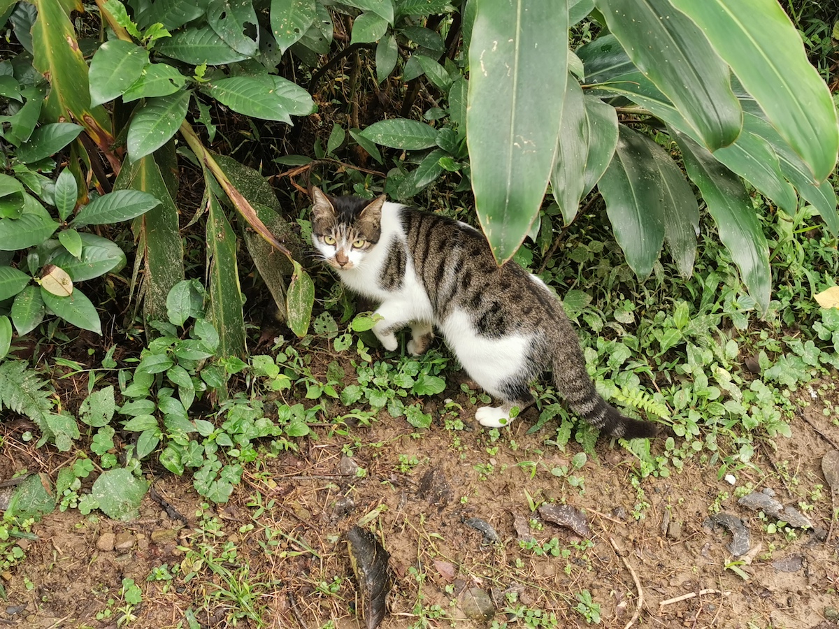 登山道入り口に近づくとにゃんこ達が！