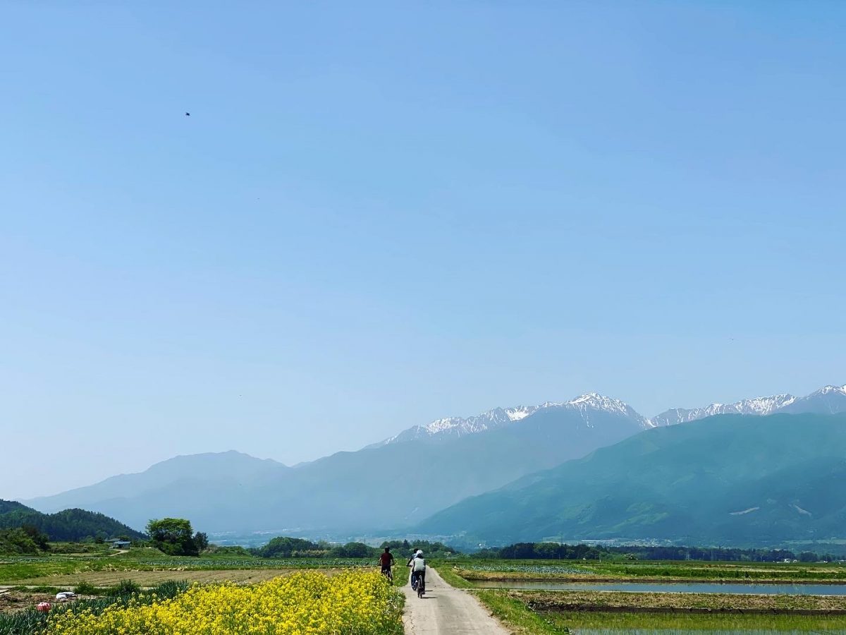 菜の花と残雪の南アルプス