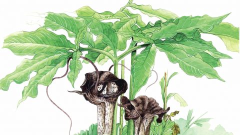 「ウラシマソウ」の生態はとても不思議…決して食べてはいけないキモカワ植物