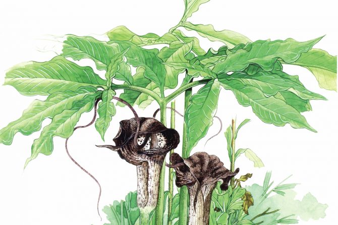 「ウラシマソウ」の生態はとても不思議…決して食べてはいけないキモカワ植物