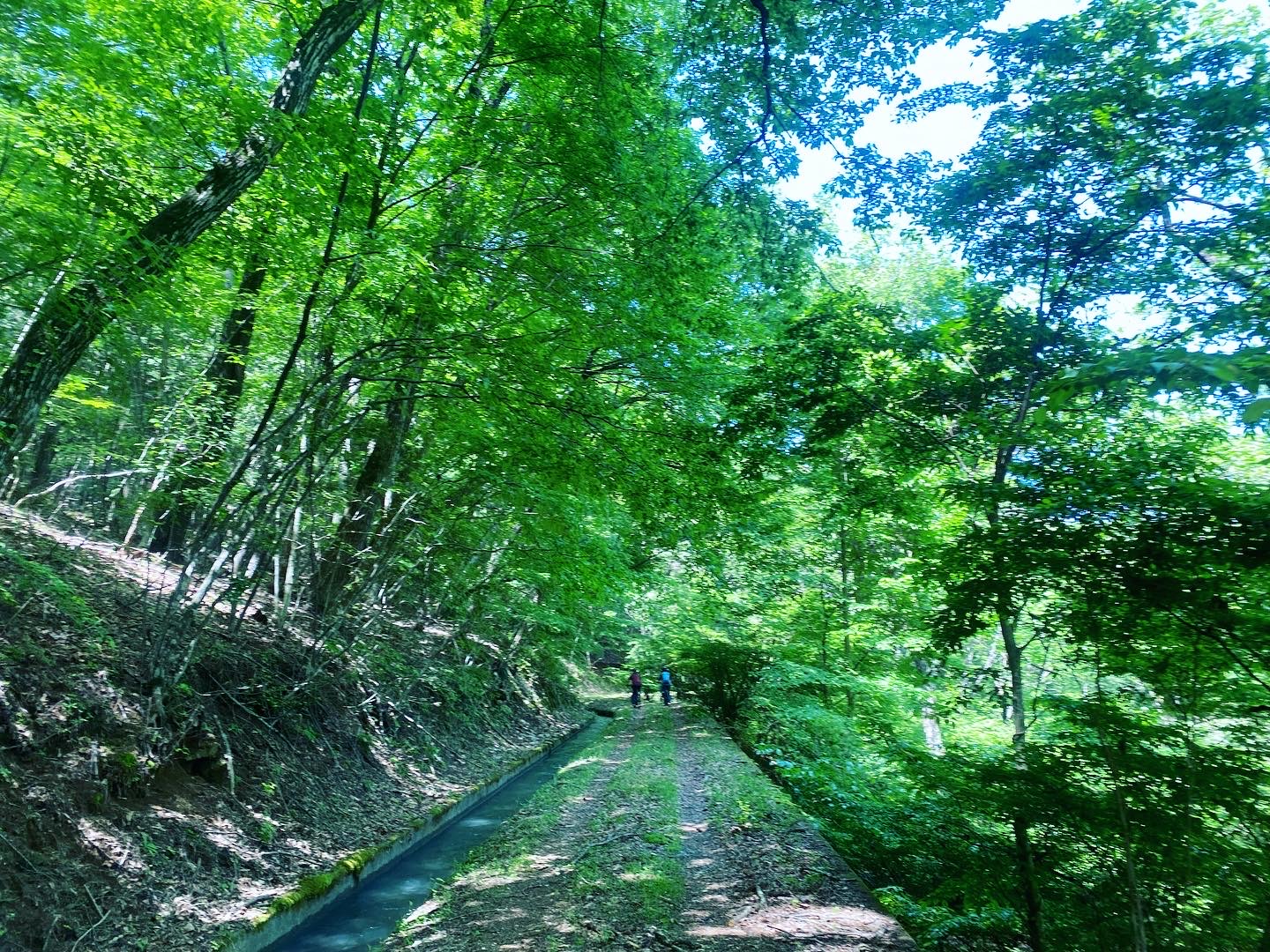 新緑がまぶしい林道