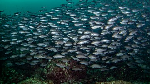 鹿児島・大隅半島の海で圧巻の魚影とかわいいサメに遭遇！