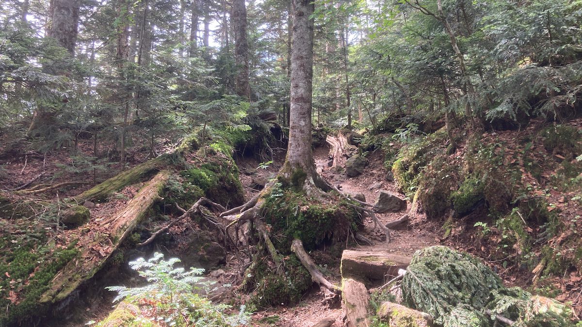 樹林帯の登山道