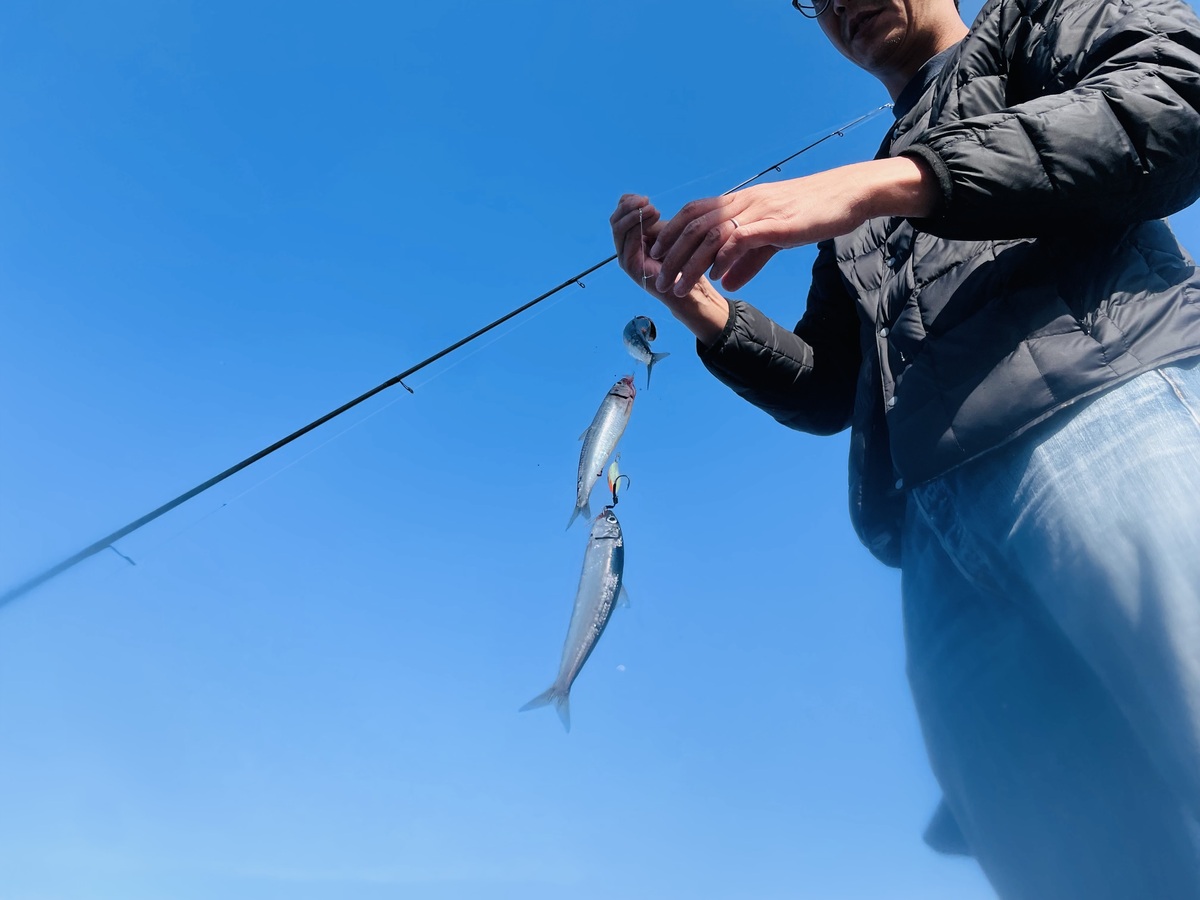 サビキでイワシが釣れた