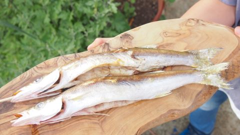 釣りキャンプでとった魚の処理方法とは？美味しい塩焼きにする3つのポイント