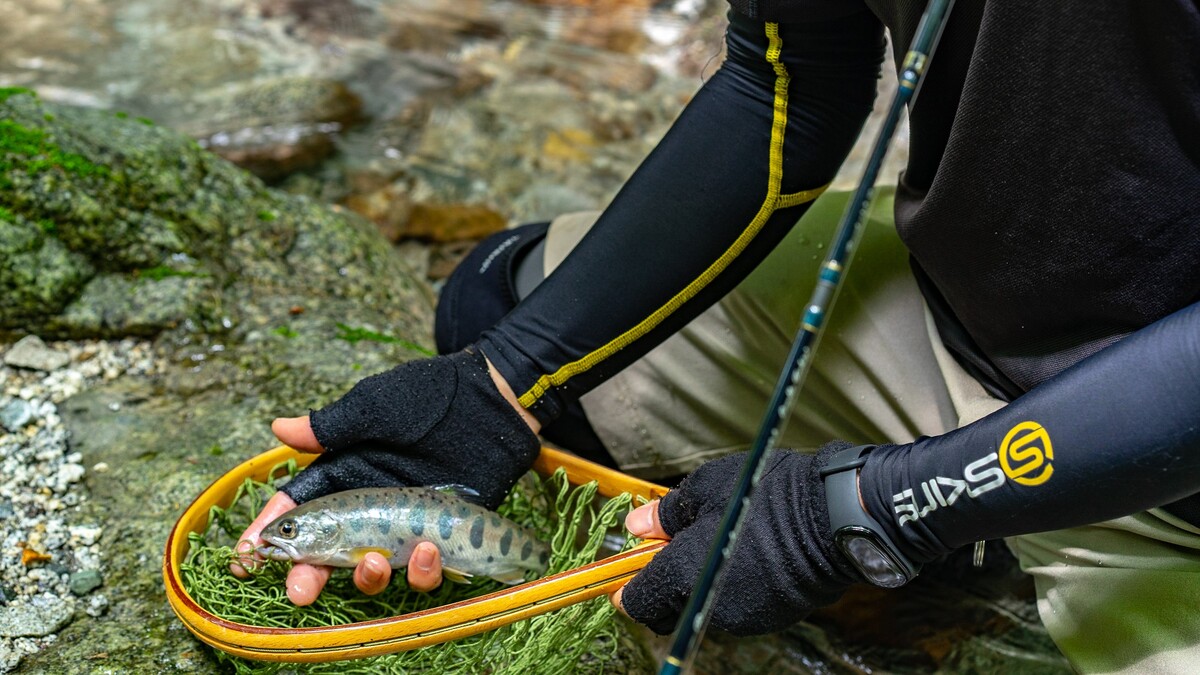 山奥の沢で釣れたヤマメ。