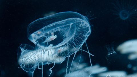 ブリの幼魚「モジャコ」にも会える！流れ藻と小さな生き物たち