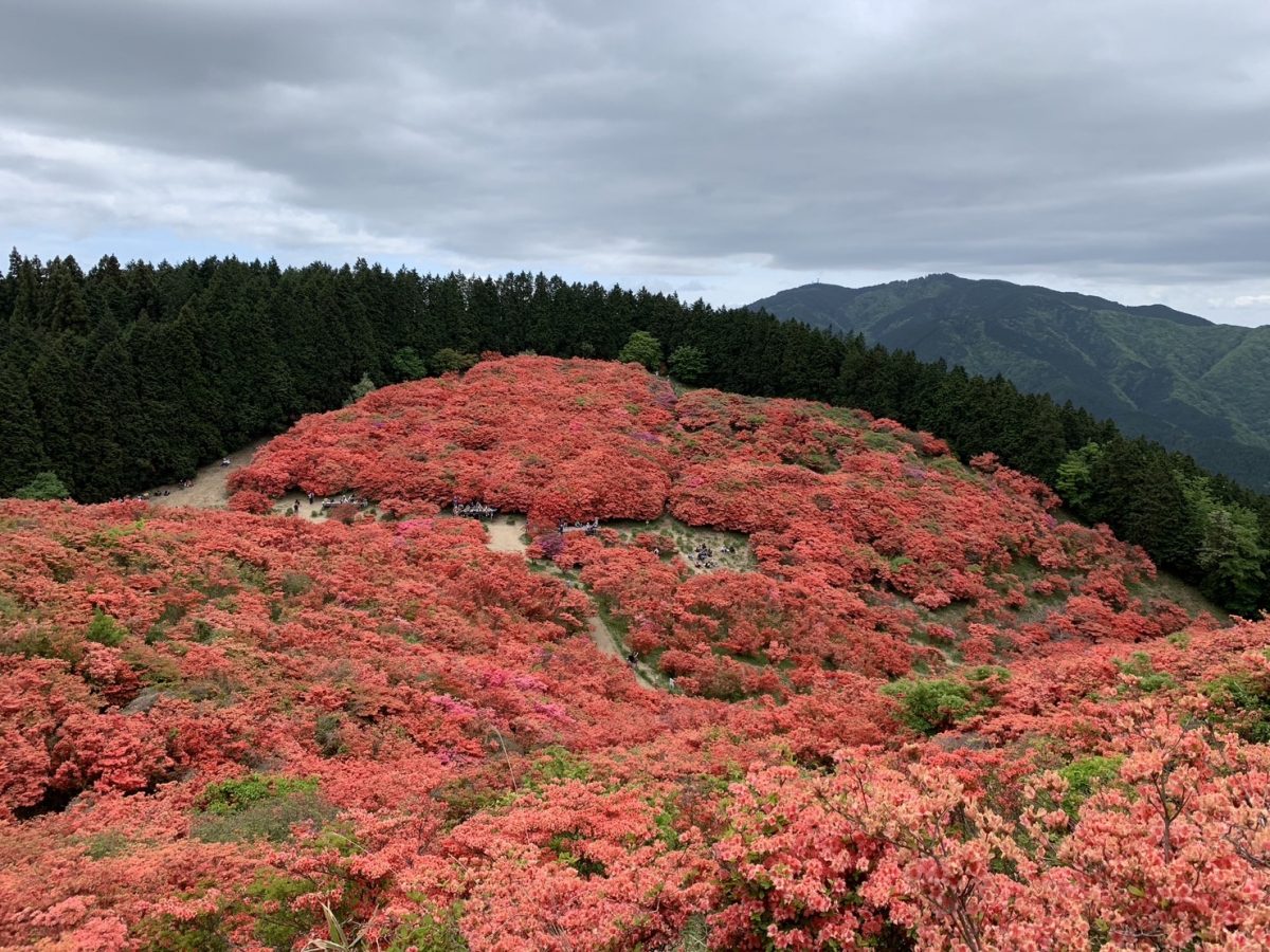 大和葛城山のツツジ