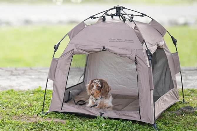 設置わずか1分！愛犬とのキャンプにドッグテントはいかが？