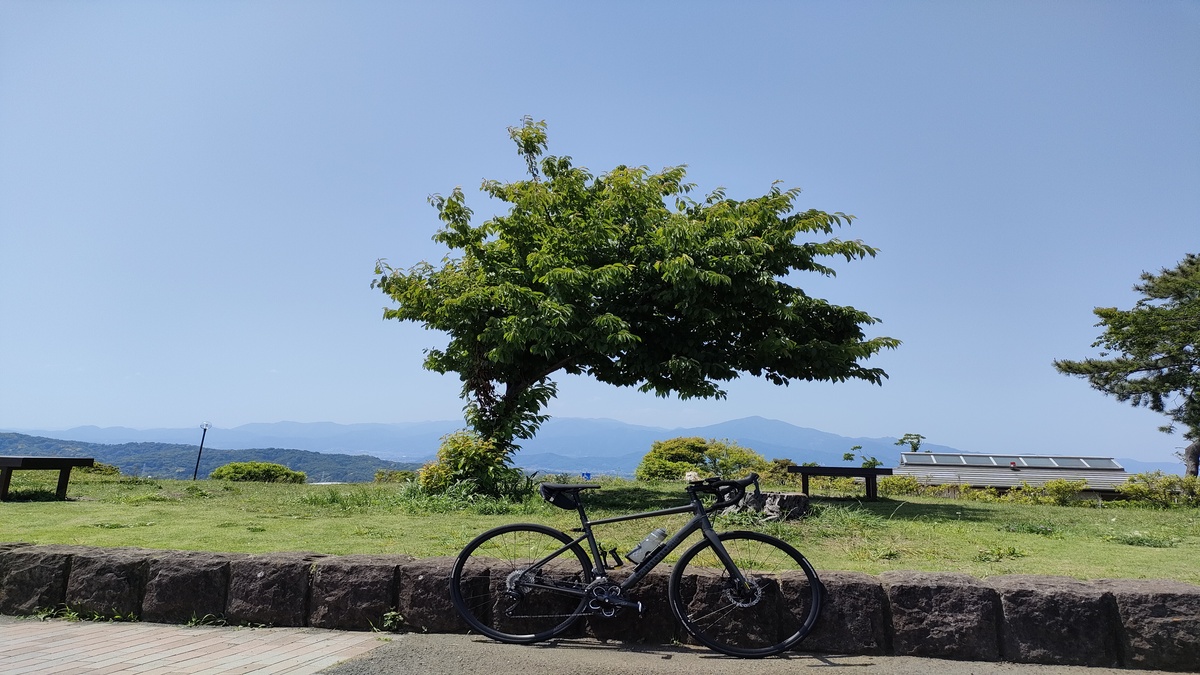 湘南平の桜