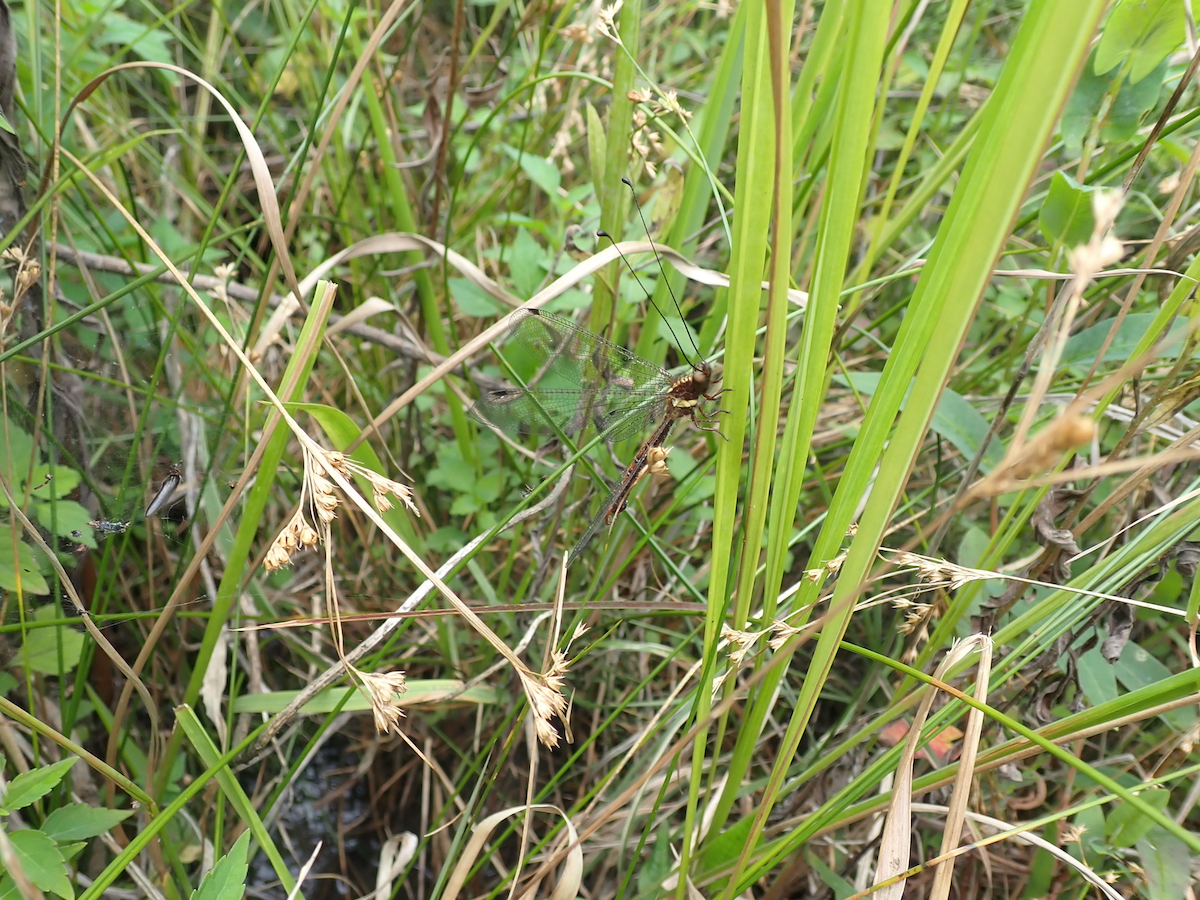 ツノトンボ仲間の成虫。