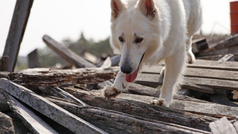 ホワイトスイスシェパードのコアが“災害救助犬”になった理由【災害救助犬コアと家族の日記Vol.1】