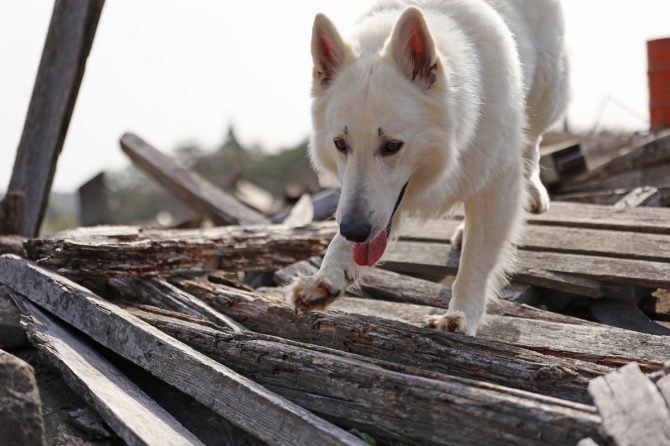 ホワイトスイスシェパードのコアが“災害救助犬”になった理由【災害救助犬コアと家族の日記Vol.1】