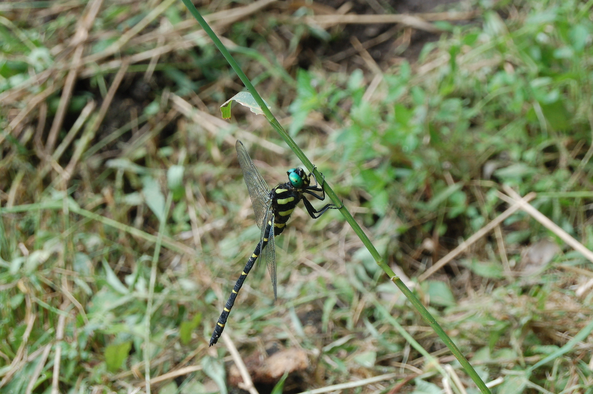 オニヤンマ成虫