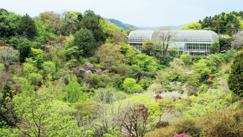 朝ドラ「らんまん」モデル！植物学者・牧野富太郎氏の夢を実現させた高知県立牧野植物園、見どころは？