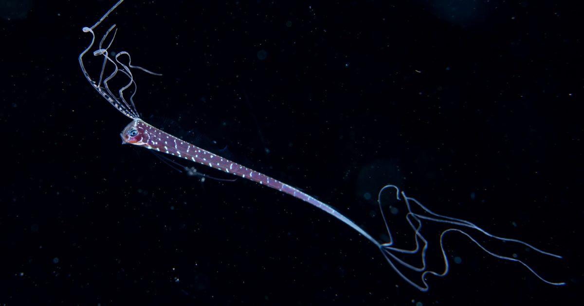 リュウグウノツカイも！ 鹿児島の海で出会った珍しい生き物たち | 海