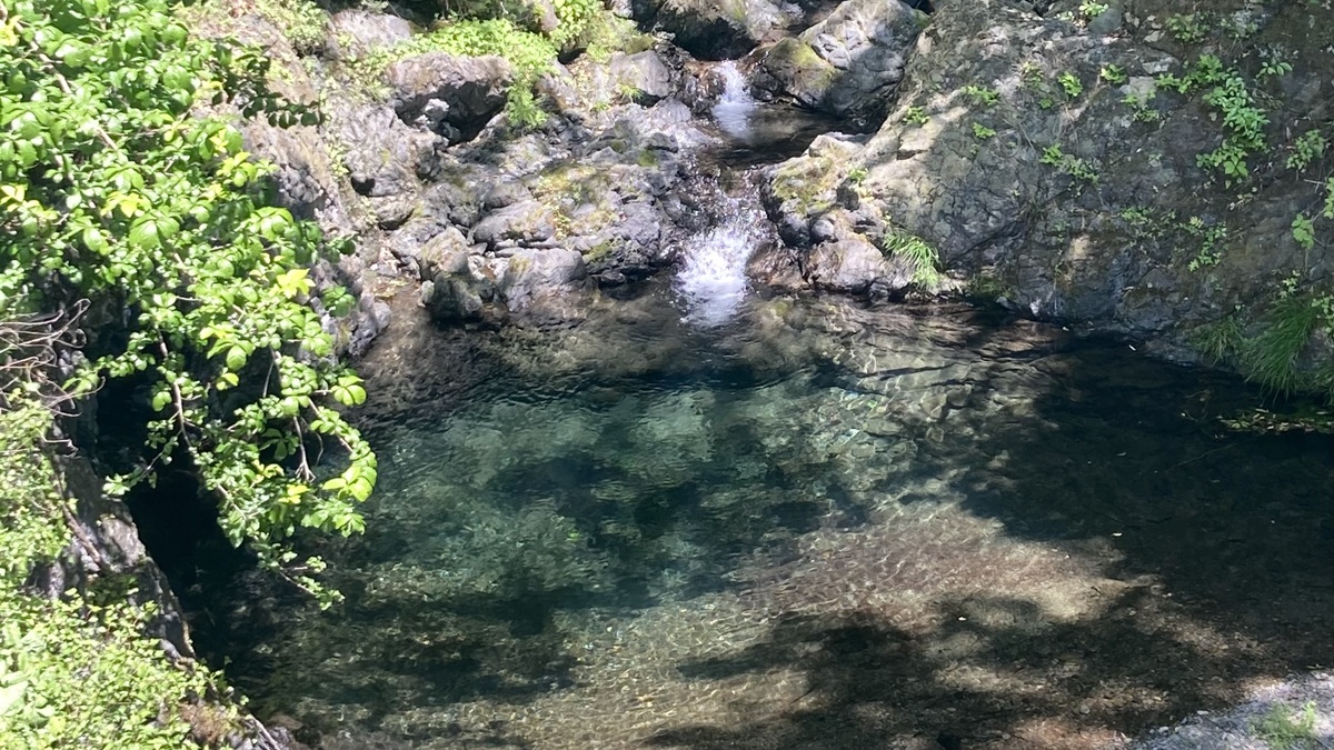 森に囲まれた川が青く見える。